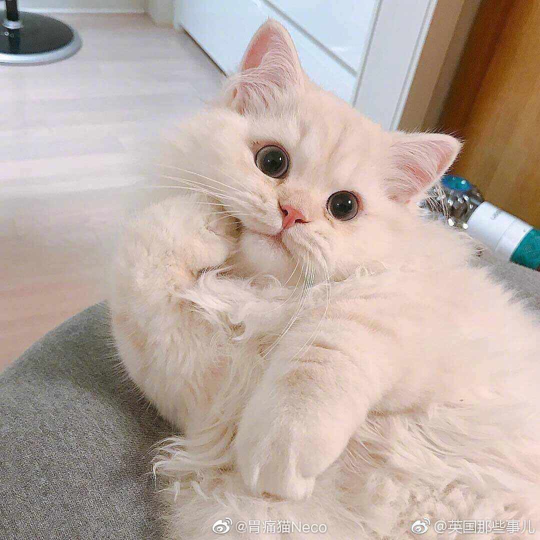 不听话的蠢猫